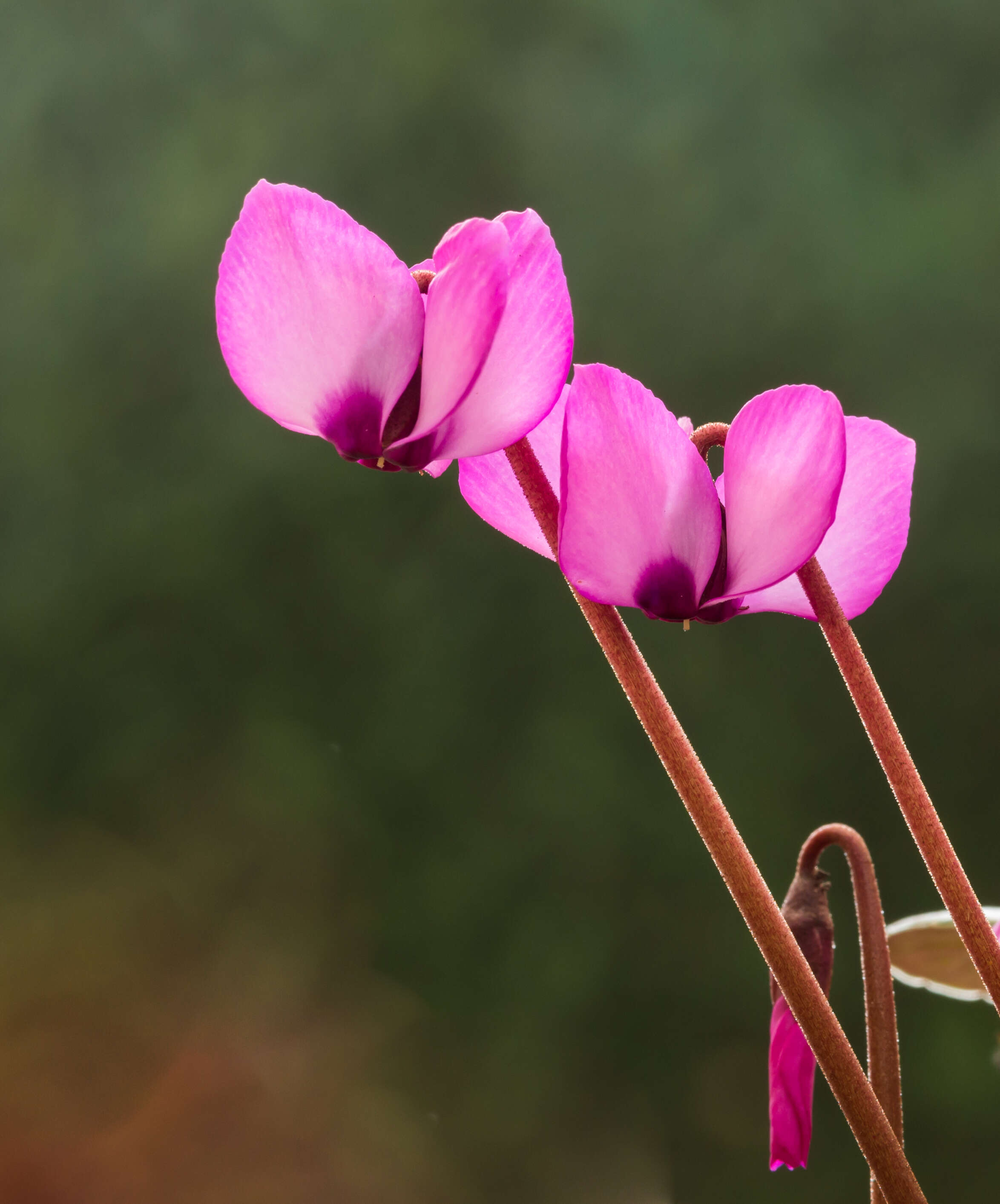 Image of Cyclamen coum Miller