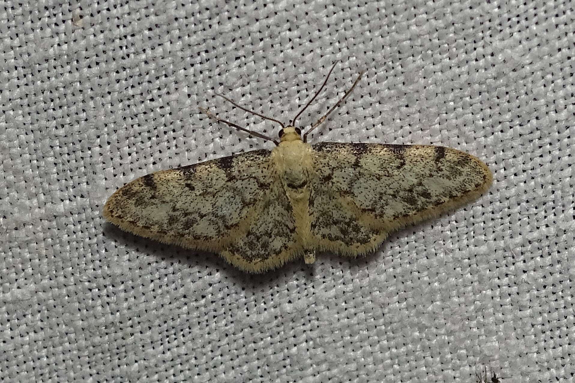 Image de Idaea contiguaria Hübner 1798