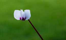 Image of Cyclamen coum Miller