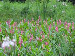 Sivun Persicaria amphibia var. emersa (Michx.) J. C. Hickman kuva