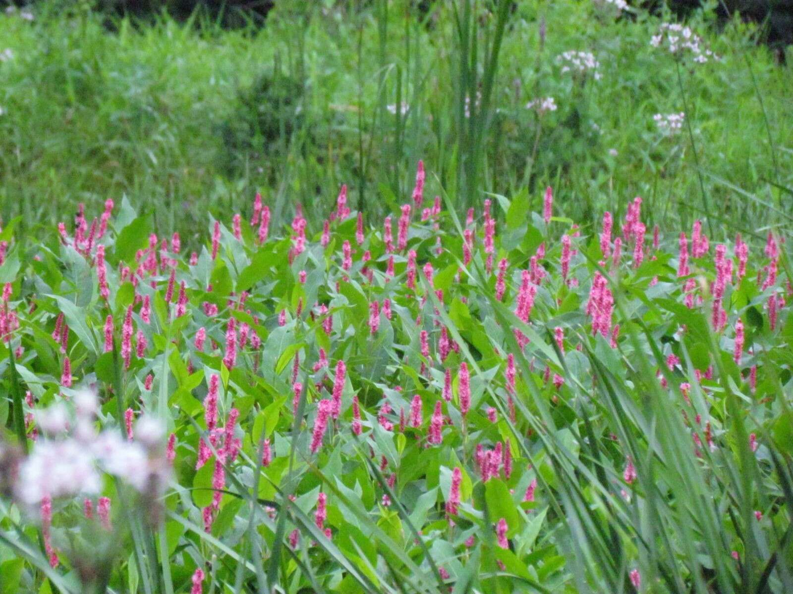 Sivun Persicaria amphibia var. emersa (Michx.) J. C. Hickman kuva