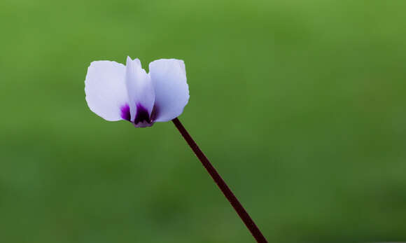 Image of Cyclamen coum Miller