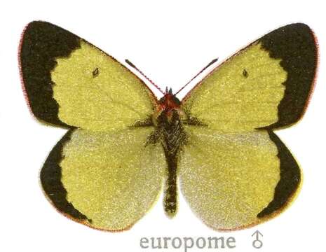 Image of Palaeno Sulphur