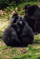 Image of Celebes crested macaque