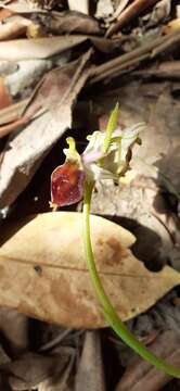 Image of Ophrys argolica subsp. crabronifera (Sebast. & Mauri) Faurh.