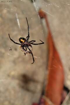 Latrodectus hesperus Chamberlin & Ivie 1935的圖片