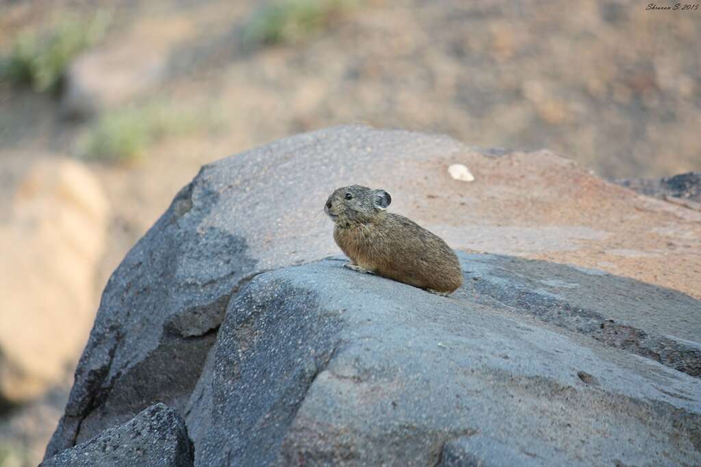 Image of Ochotona subgen. Pika Lacépède 1799