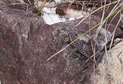 Image of Rodrigues' Lava Lizard