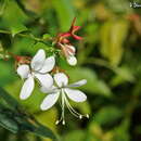 Imagem de Clerodendrum schmidtii C. B. Clarke