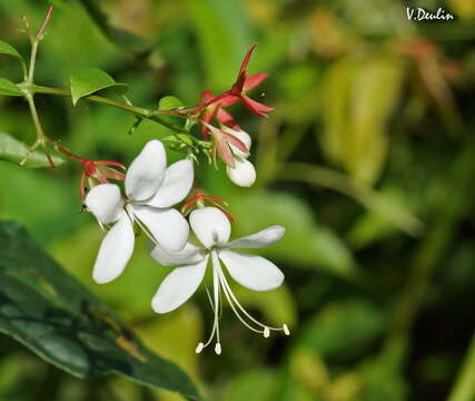 Image of Clerodendrum schmidtii C. B. Clarke