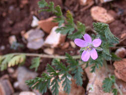 Image de Erodium acaule (L.) Becherer & Thell.