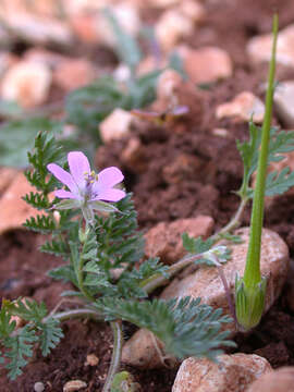 Image of Erodium acaule (L.) Becherer & Thell.