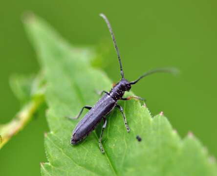 Слика од Phytoecia cylindrica (Linné 1758)