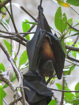 Image of Island Flying Fox