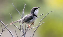 Image of Bar-throated Apalis