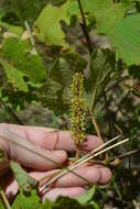 Imagem de Vitis aestivalis var. lincecumii (Buckley) Munson