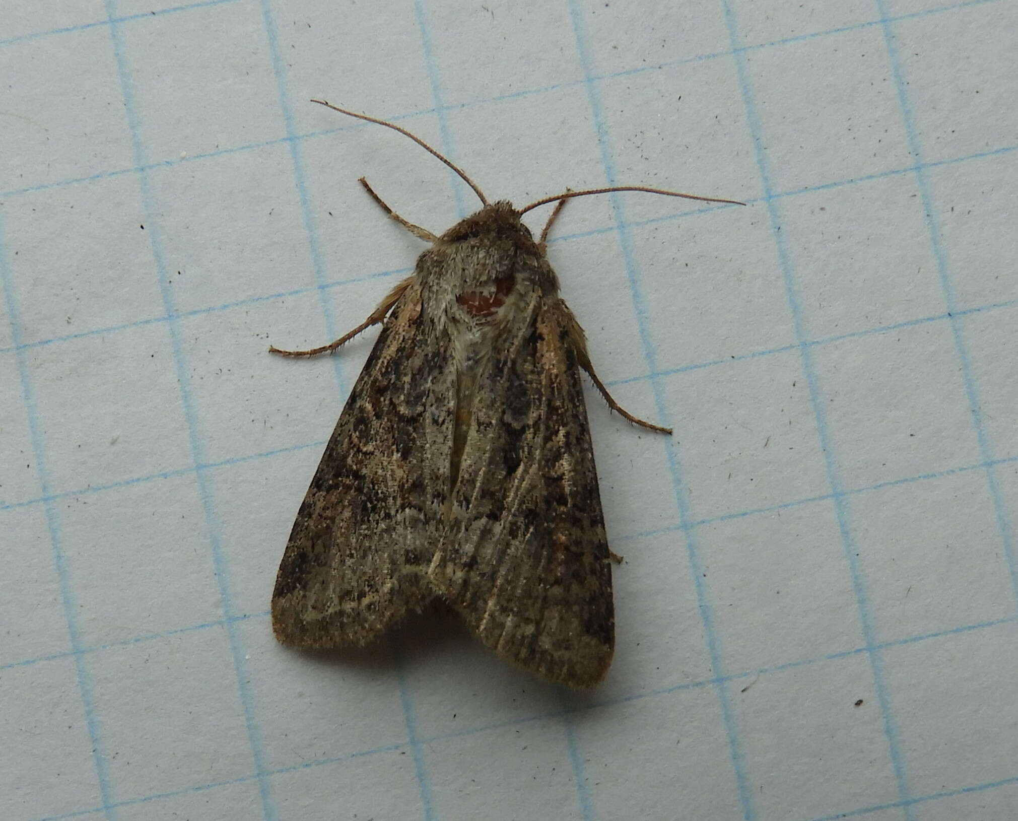 Image of Aster Cutworm