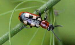 Image of Common asparagus beetle