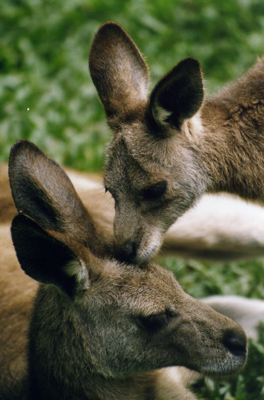 Image of red kangaroo