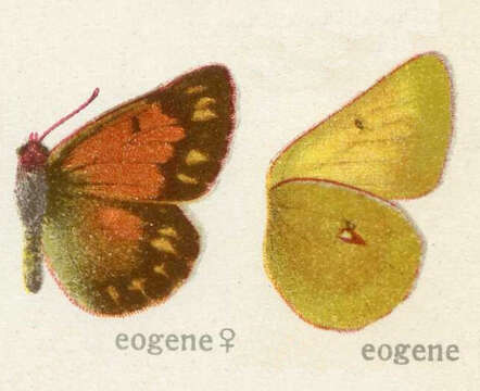 Image of Colias eogene Felder & Felder 1865