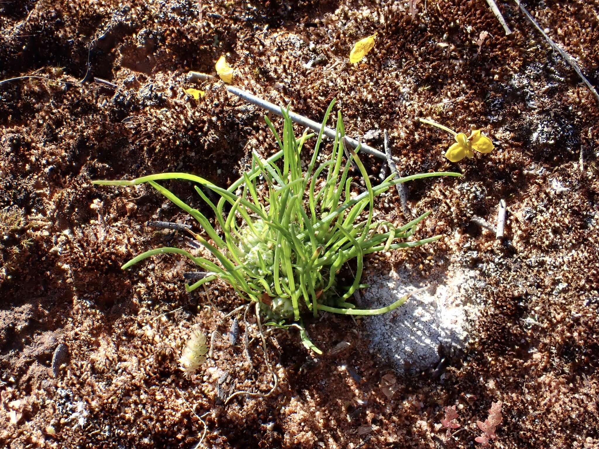 Sivun Isoetopsis graminifolia Turcz. kuva