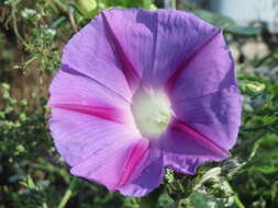 Image of tall morning-glory