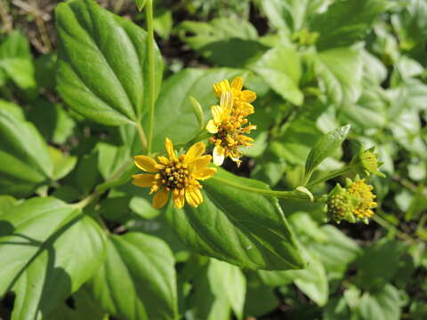 Image de Wollastonia biflora (L.) DC.