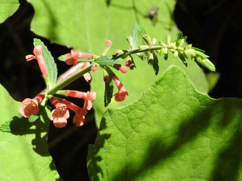 Image of scarlet hedgenettle