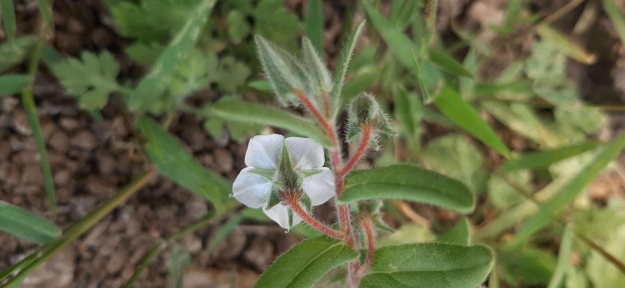 Image de Trichodesma indicum (L.) R. Br.