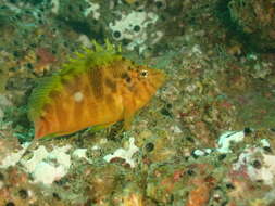 Image of Golden curlyfin