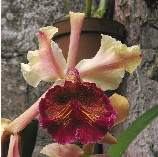 Image of Dow's Cattleya