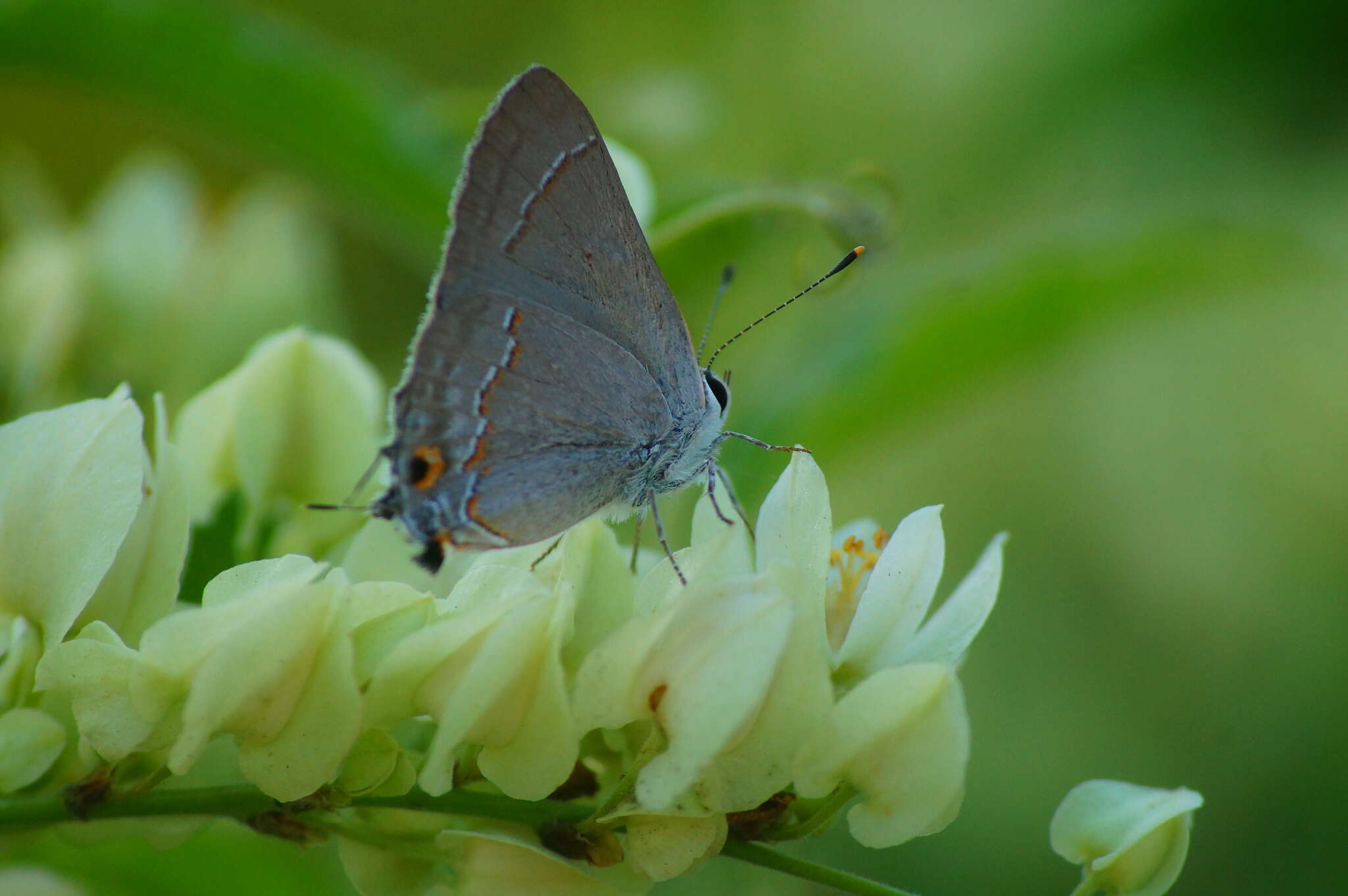 Image of Red-lined Scrub-Hairstreak