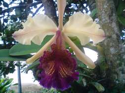 Image of Dow's Cattleya