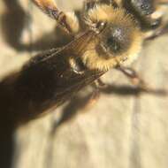 Image of Snowy Andrena