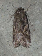 Image of Yellow-striped Armyworm Moth