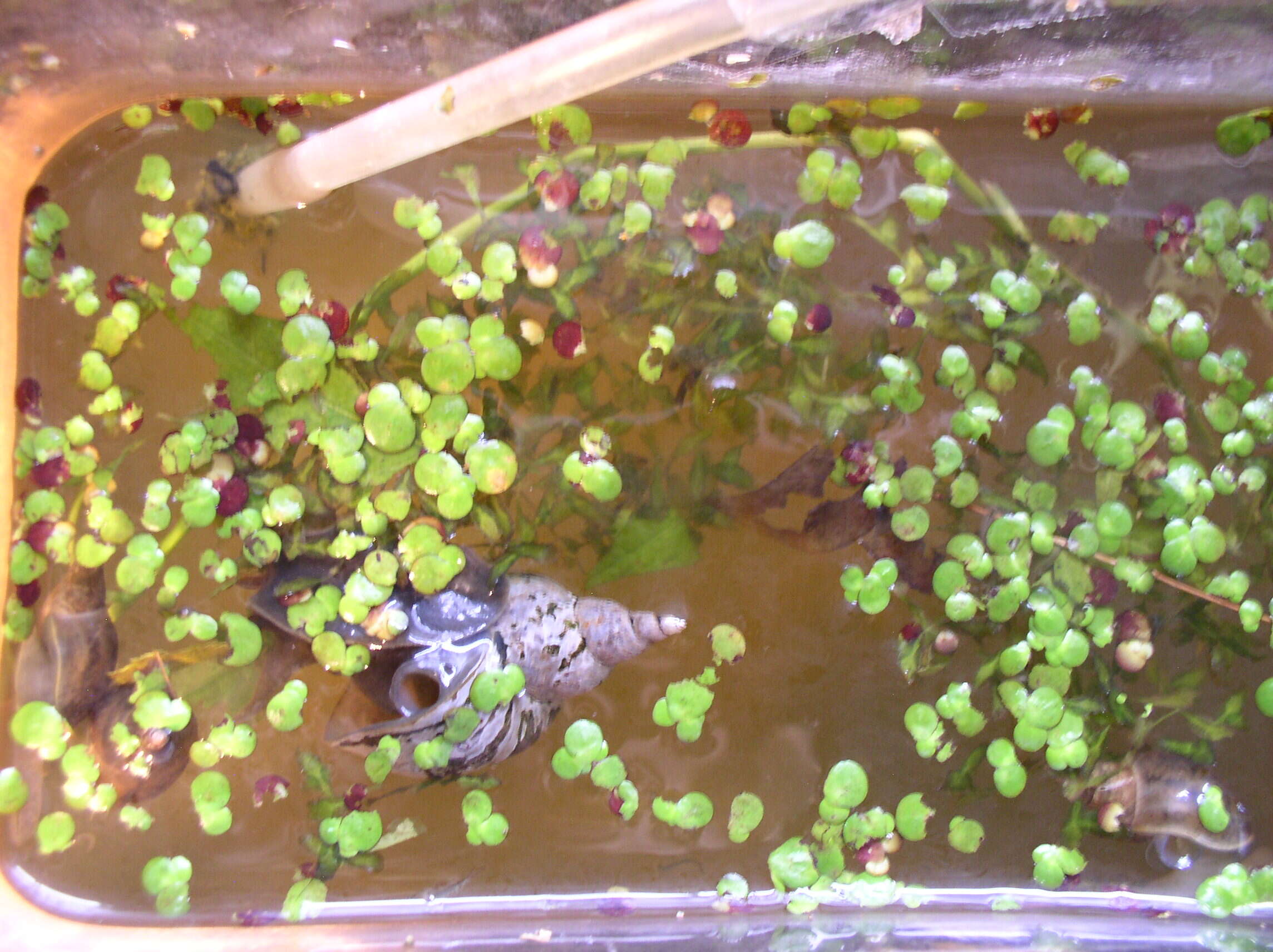 Image of Great Pond Snail