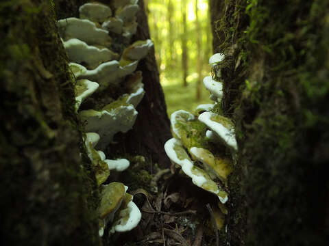 صورة Oxyporus