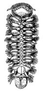 Image of <i>Polyxenus lagurus</i> (Linnaeus 1758)