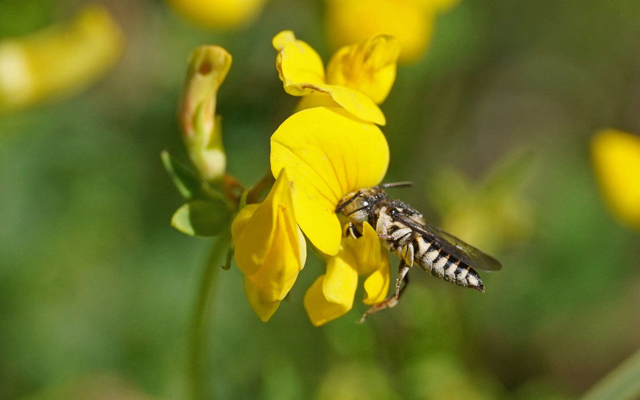 Image of Coelioxys afra Lepeletier 1841