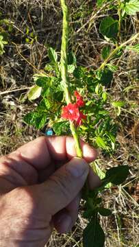 Image of Stachytarpheta miniacea Moldenke