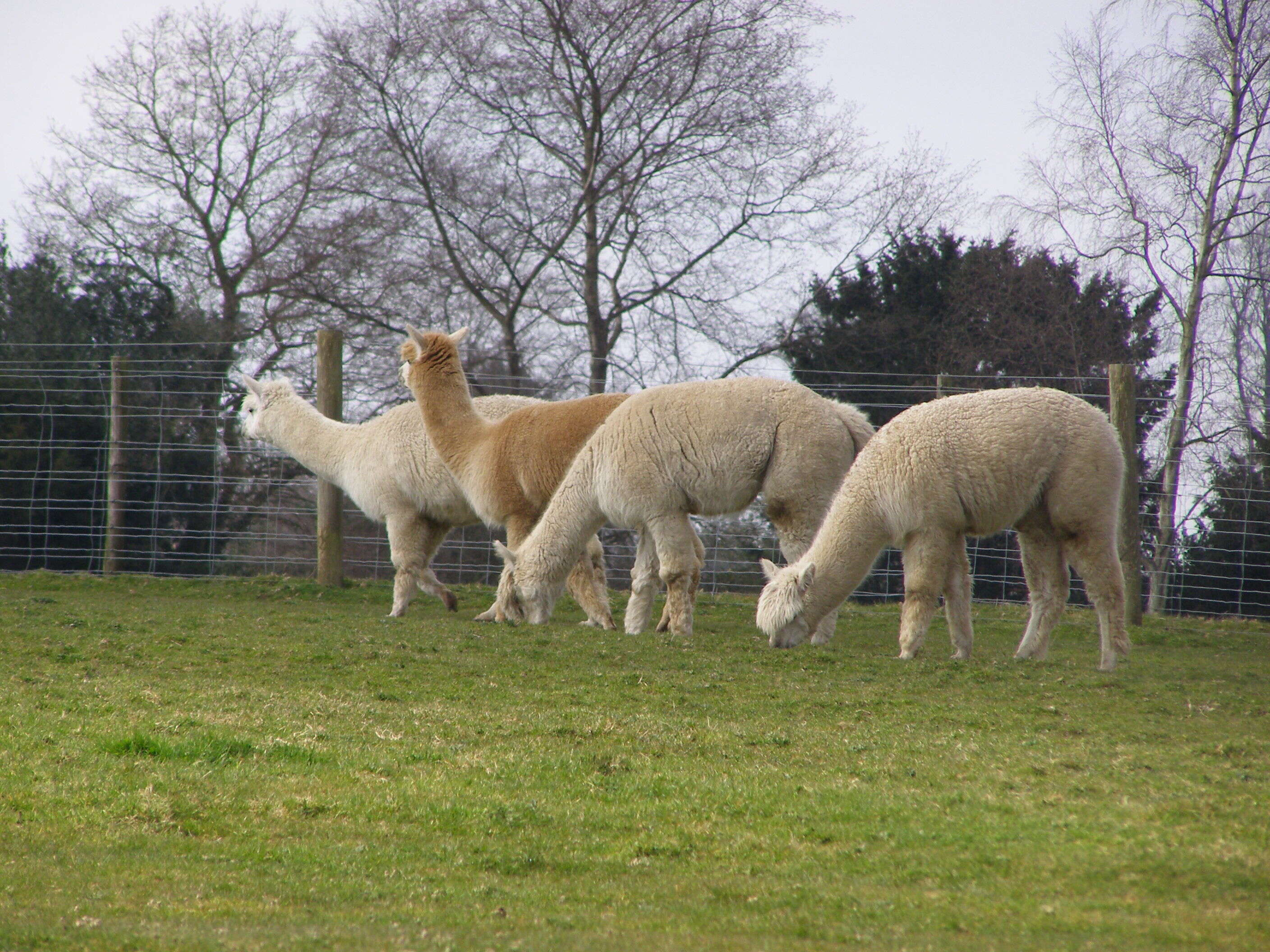 Image of Alpaca