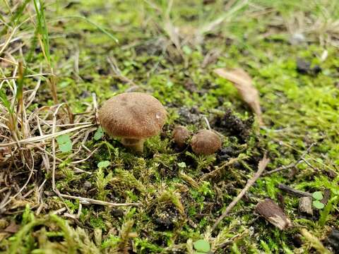 Слика од Cortinarius pilatii Svrček 1968