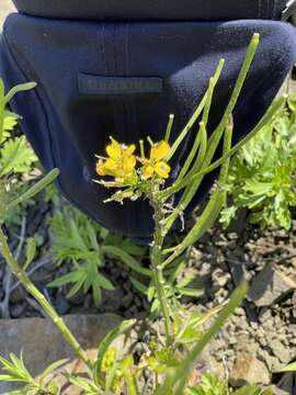 Image of Erysimum amurense Kitag.