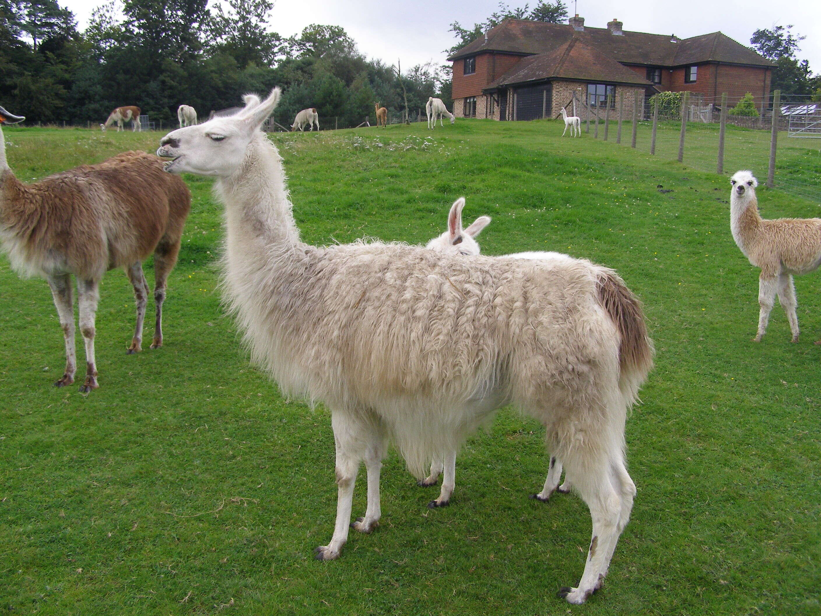 Image of llama