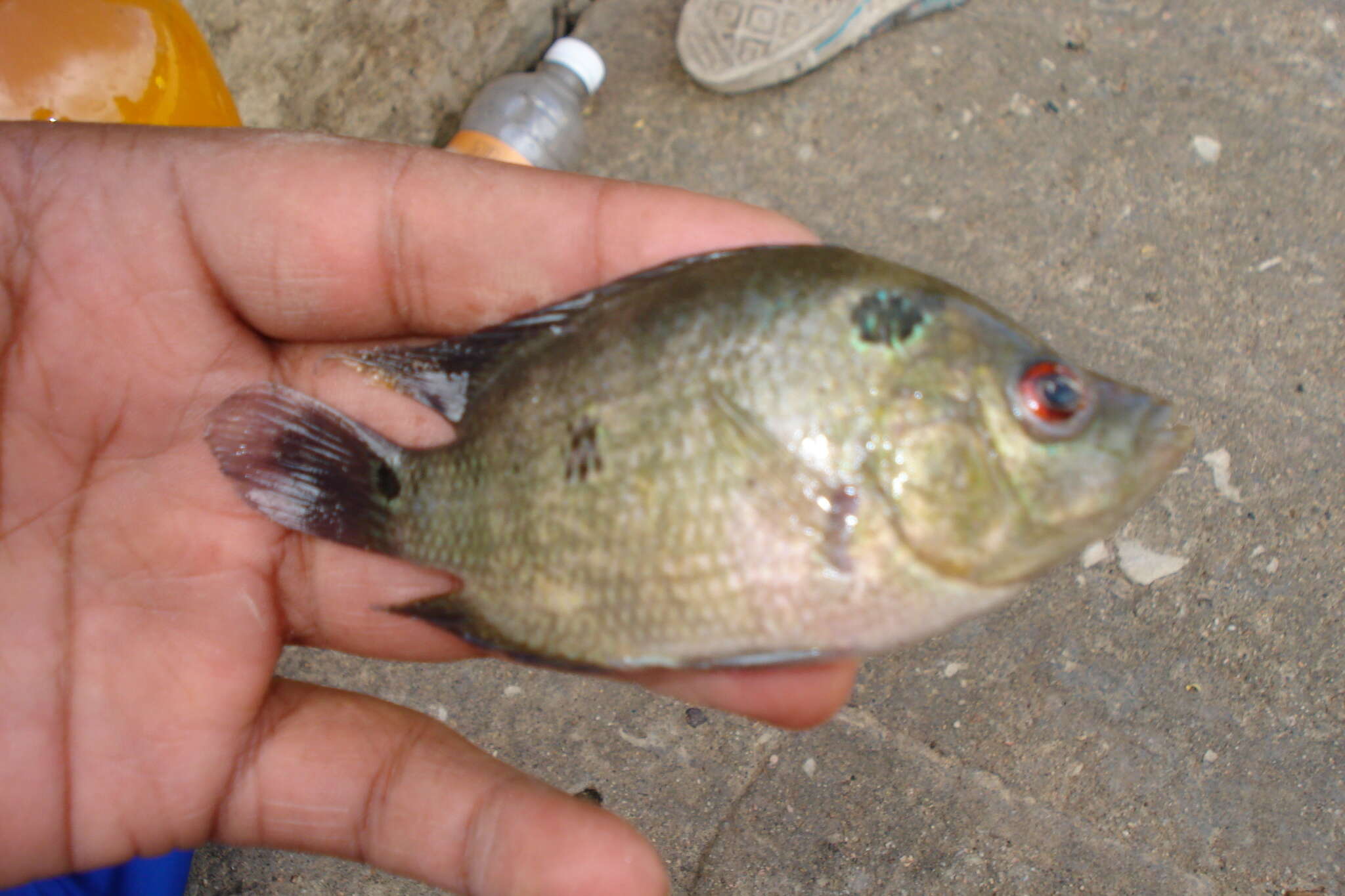 Image de Cichlasoma trimaculatum (Günther 1867)