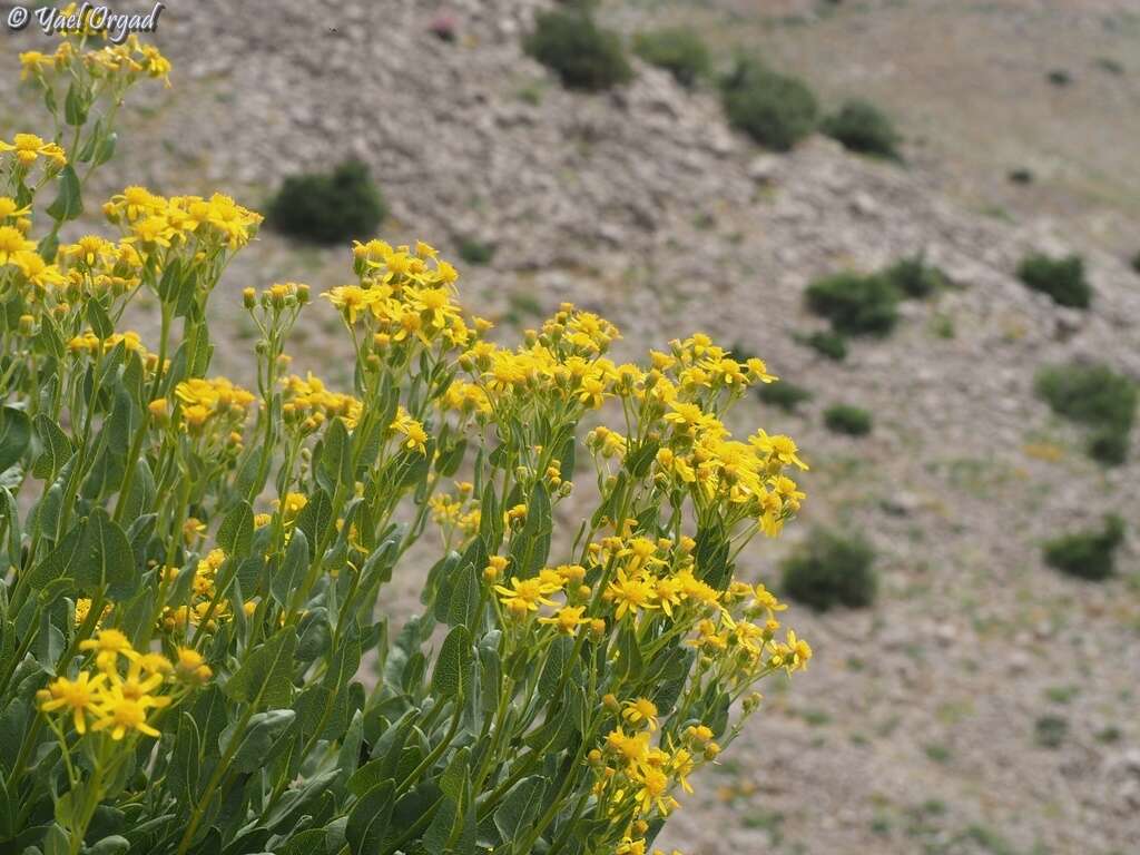 Image of Senecio doriiformis DC.