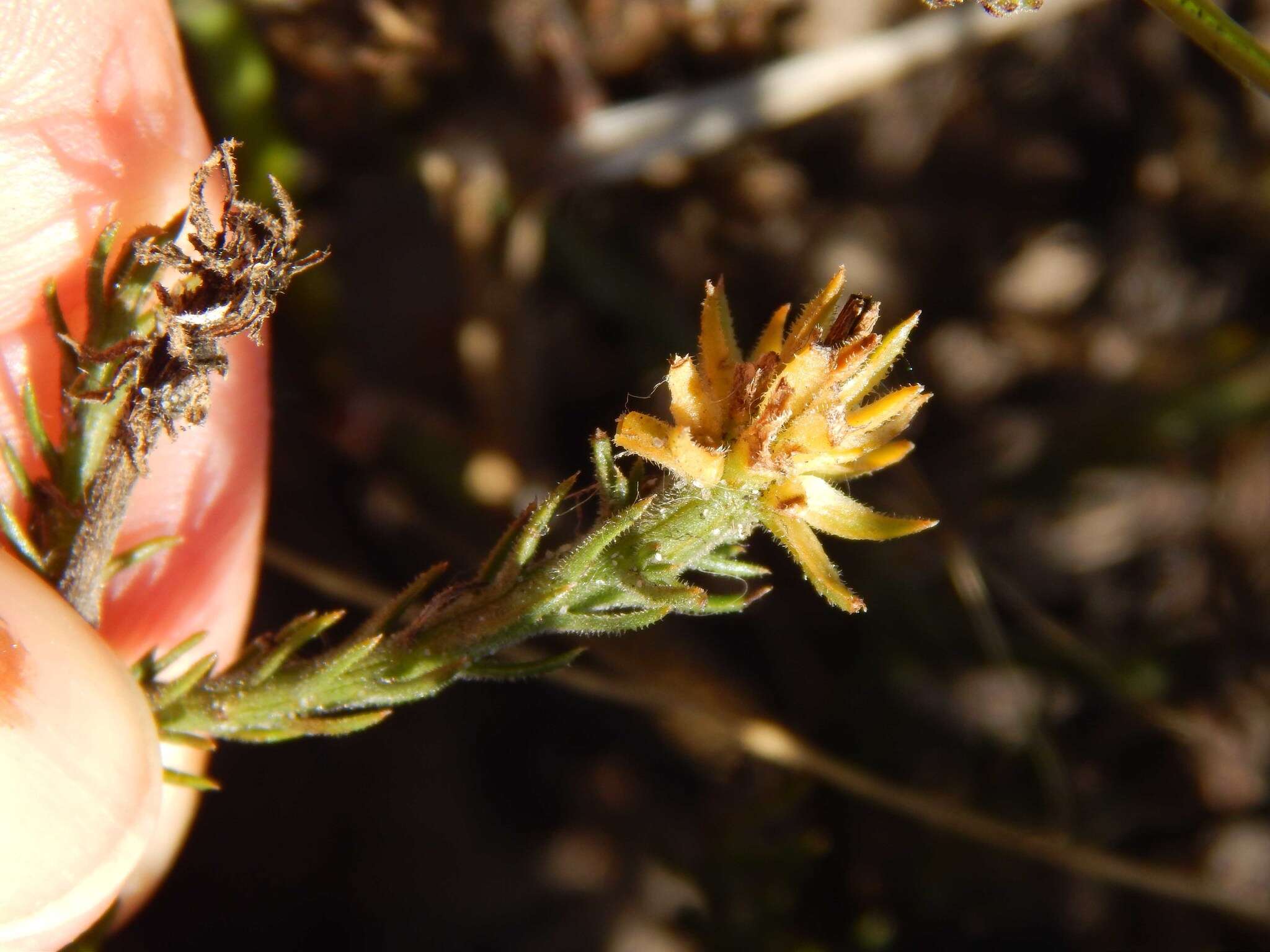 Image of Thesium pubescens A. DC.