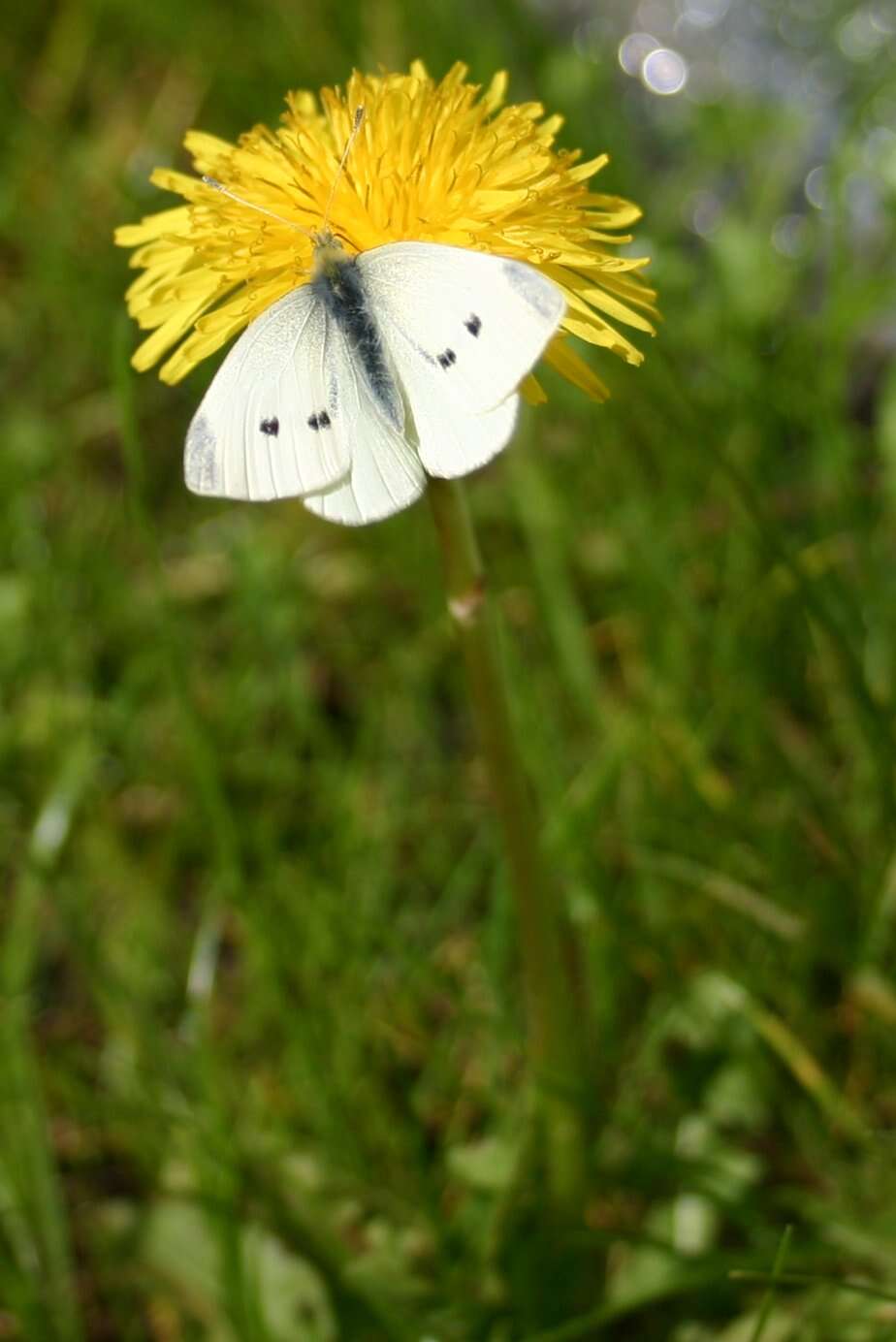 Image of small white