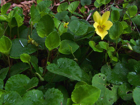 Image of Evergreen Violet