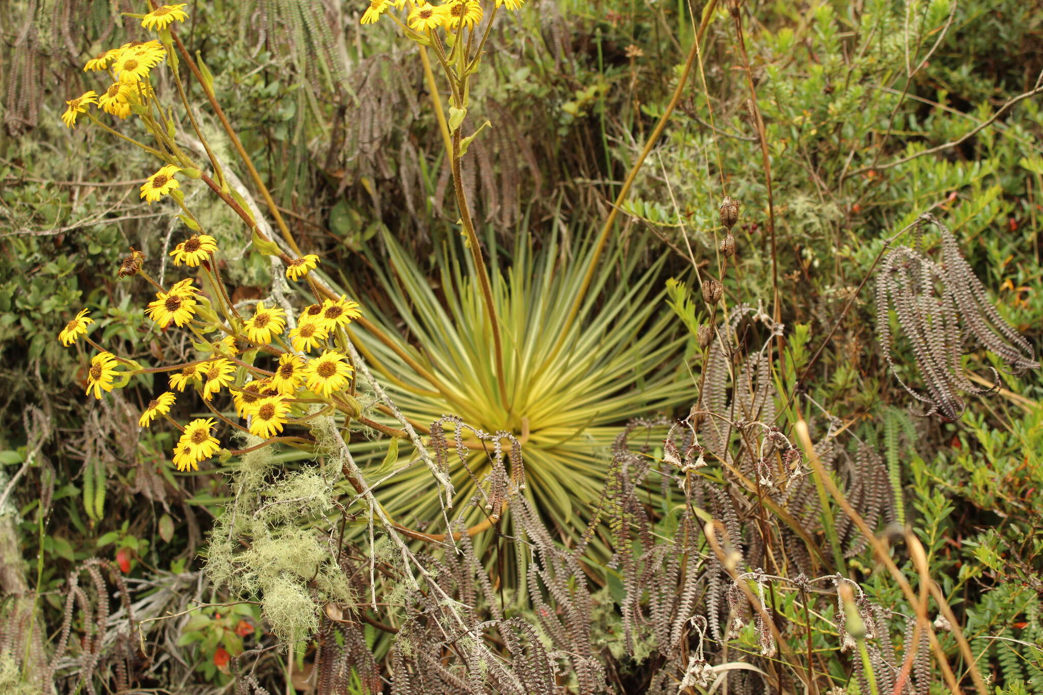 Image of Paramiflos glandulosus (Cuatrec.) Cuatrec.